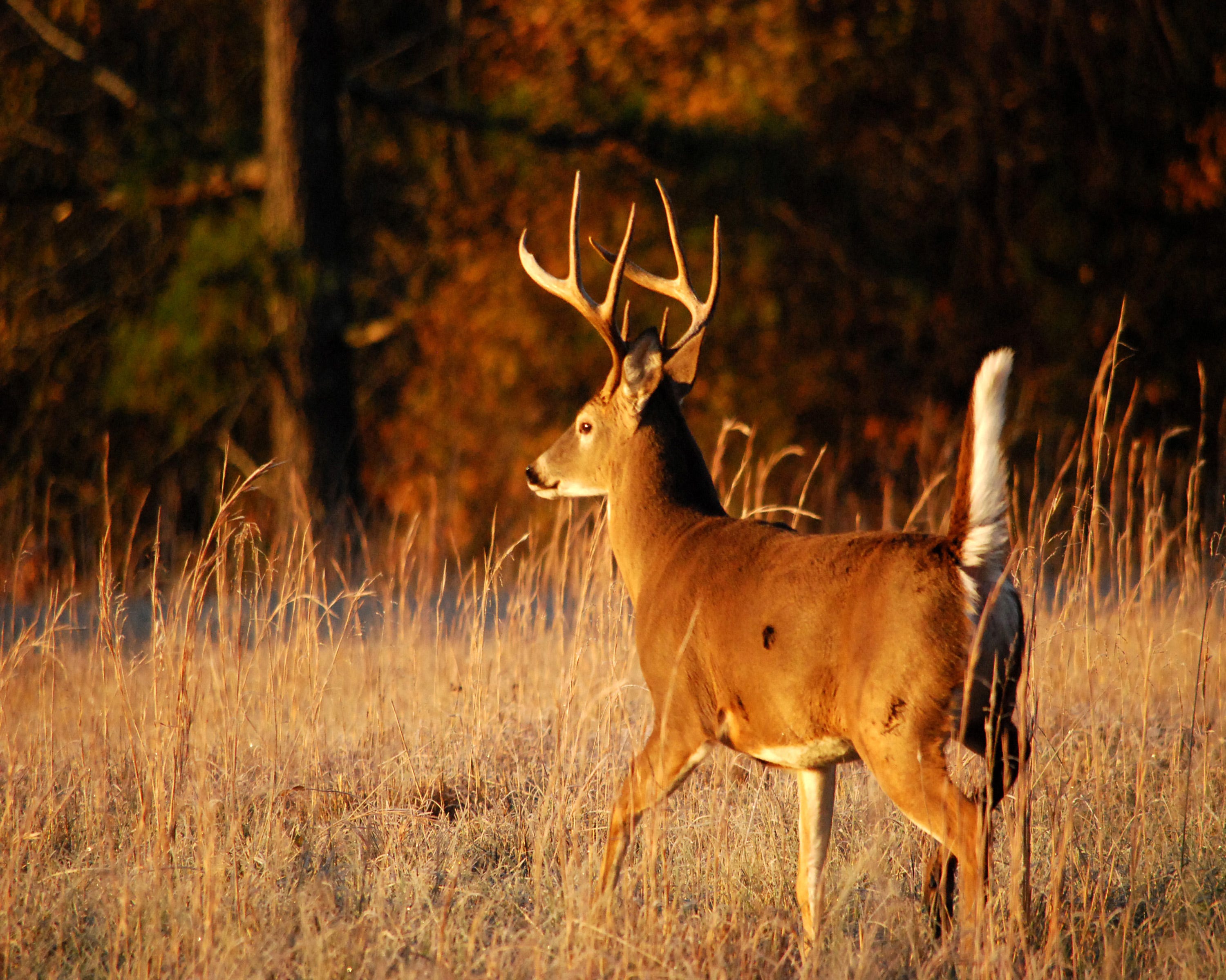 Pennsylvania whitetail deer pee Cum fetish boards